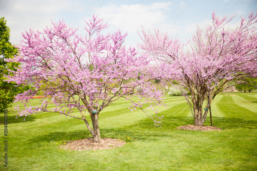 Obraz premium Cercis griffithii (Eastern redbud) is a large deciduous shrub or small tree, native to eastern North America from southern Ontario,Canada south to northern Florida. Blossoming tree