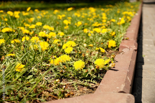 Fototapeta Naklejka Na Ścianę i Meble -  Dandelions on a lawn in city park