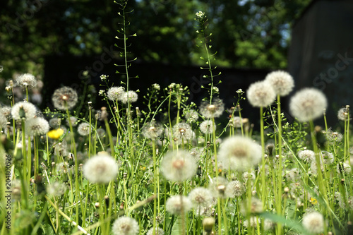 Fototapeta Naklejka Na Ścianę i Meble -  The blossoming flowers of dandelions