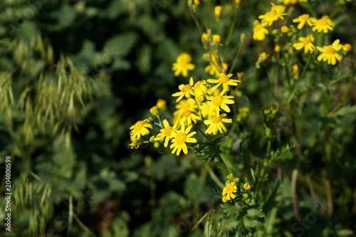 Fototapeta Naklejka Na Ścianę i Meble -  Yellow wild flowers on a lawn in the yard