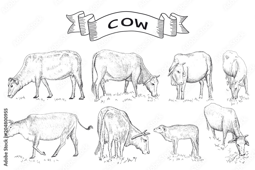 Cows farm animals.