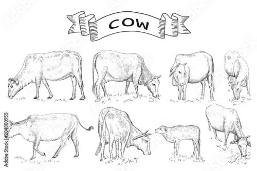 Cows farm animals.
