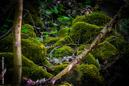 Worn stones in the woods