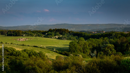A herd of cows in the countryside