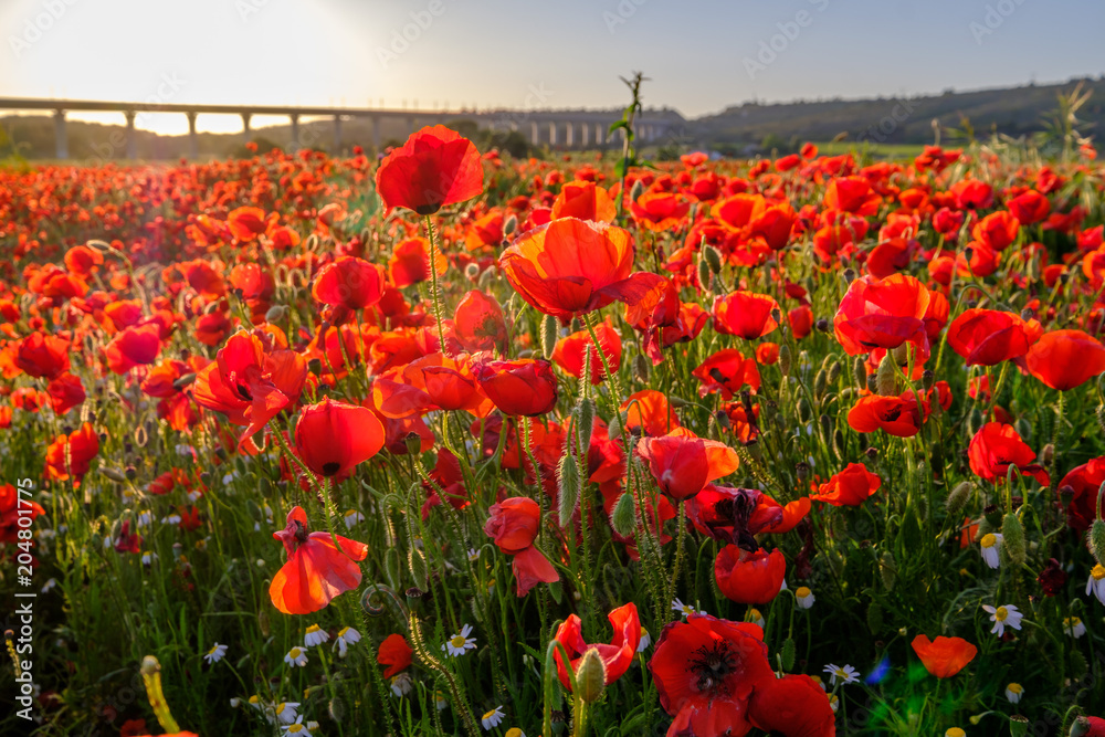 Obraz premium Champ de coquelicots, coucher de soleil. Provence, France.