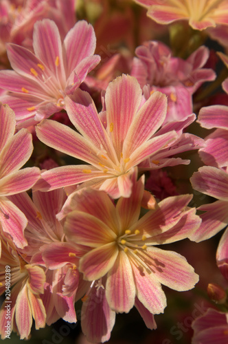 Lewisia flowers in rock garden  Walenstadt