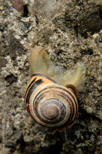 Cepaea nemoralis; banded snail on garden wall photo