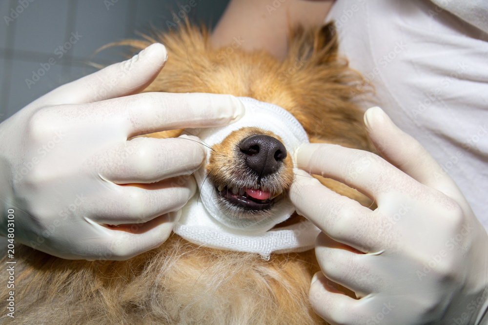 Human puts a bandage around the snout of a dog Human puts a bandage around the snout of a dog