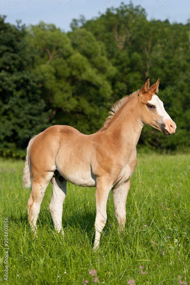 Portrait of nice american quarter horse