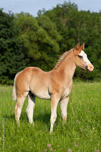 Portrait of nice american quarter horse © lenkadan