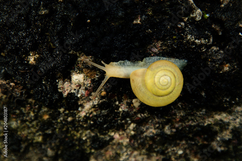 Cepaea nemoralis; banded snail (pure yellow variant) on stone photo