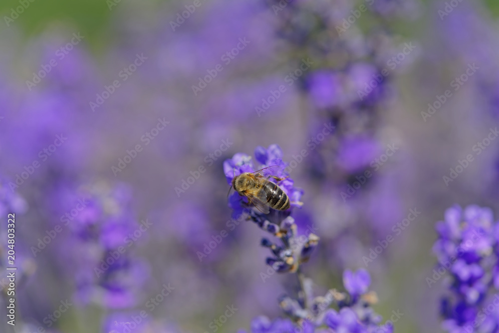 Blossoming lavender, bees are observed in the flowers trying to drink the nectar to carry the honeycomb Blossoming lavender, bees are observed in the flowers trying to drink the nectar to carry the honeycomb