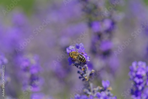 Blossoming lavender  bees are observed in the flowers trying to drink the nectar to carry the honeycomb