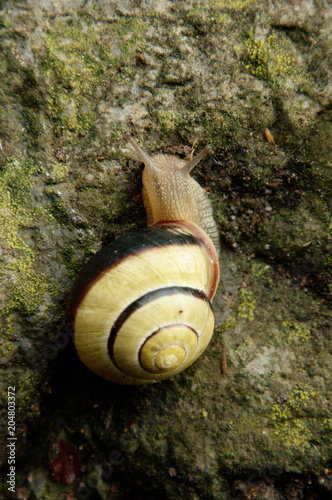 Cepaea nemoralis; banded snail in Swiss garden photo