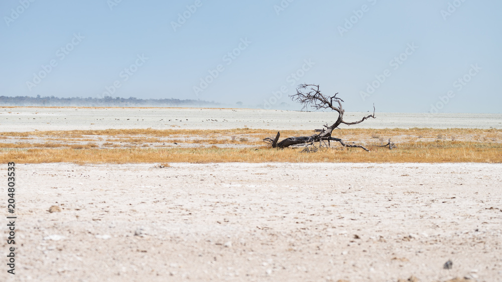 Braided acacia tree in desert landscape in the Etosha National Park, travel destination in Namibia Braided acacia tree in desert landscape in the Etosha National Park, travel destination in Namibia