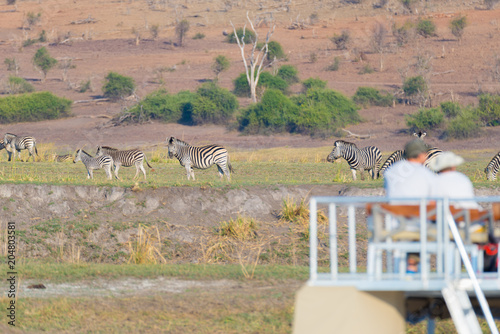 Tourist watching herd of zebras grazing in the bush. Boat cruise and wildlife safari on Chobe River, Namibia Botswana border, Africa. selective focus on thr animals. photo