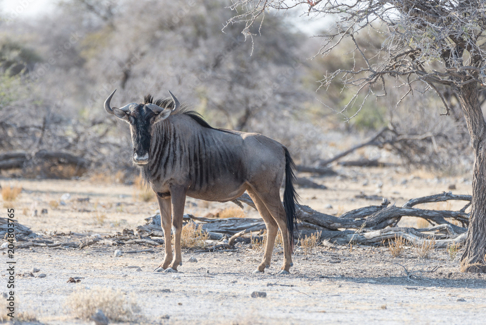 Blue Wildebeest walking in the bush. Wildlife Safari in the Etosha National Park, famous travel destination in Namibia, Africa. Blue Wildebeest walking in the bush. Wildlife Safari in the Etosha National Park, famous travel destination in Namibia, Africa.