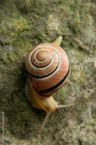 Cepaea nemoralis; banded snail on garden wall photo
