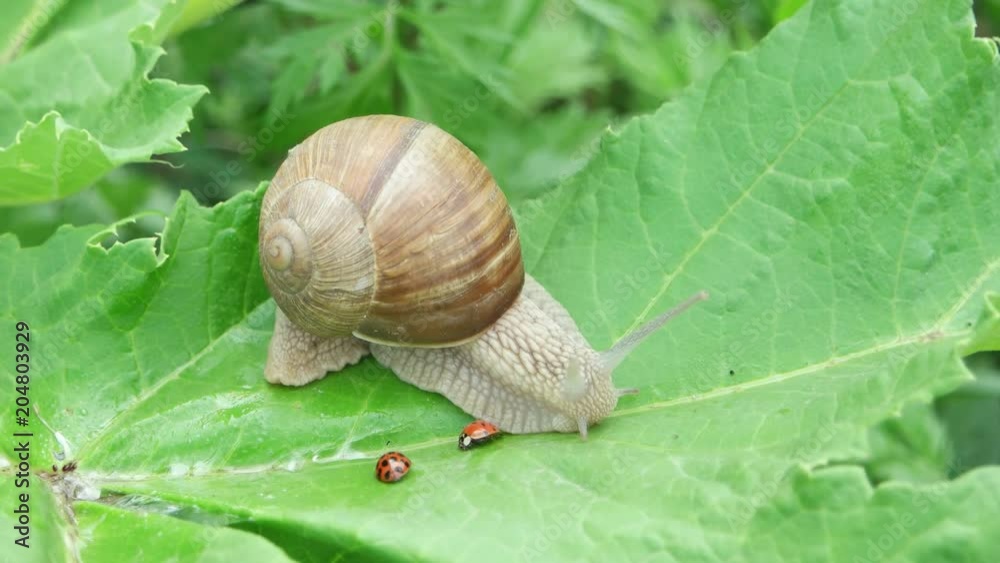The snail and ladybug are sitting on a large green leaf The snail and ladybug are sitting on a large green leaf