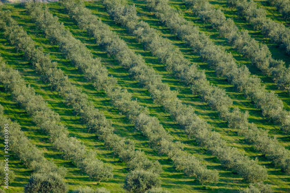 Vue aérienne sur la plantation des oliviers.	