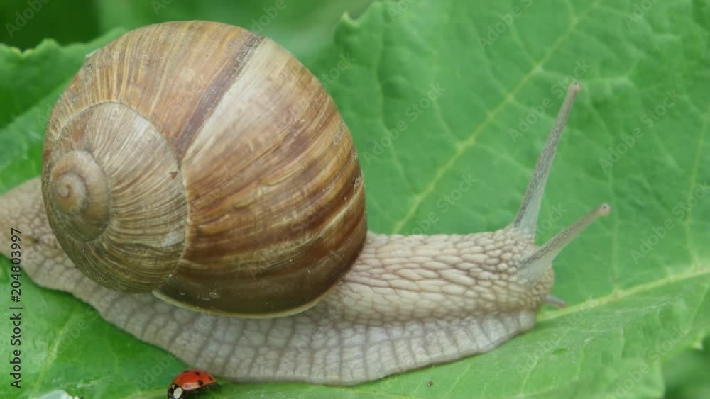 The snail and ladybug are sitting on a large green leaf The snail and ladybug are sitting on a large green leaf