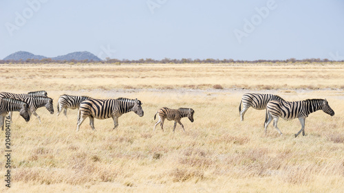 Zebras grazing in the bush, african savannah. Wildlife Safari, Etosha National Park, wildlife reserves, Namibia, Africa.