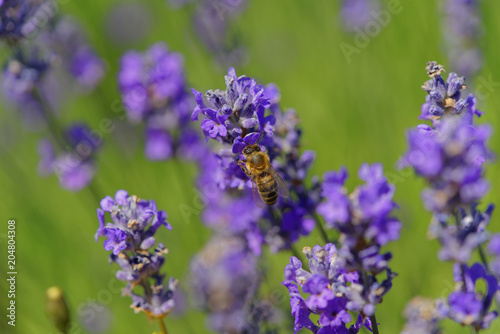 Blossoming lavender  bees are observed in the flowers trying to drink the nectar to carry the honeycomb