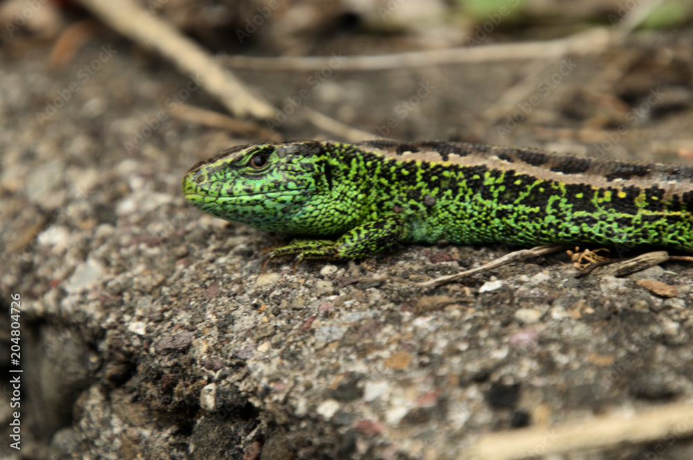 Sand lizard on garden wall in Berschis Sand lizard on garden wall in Berschis