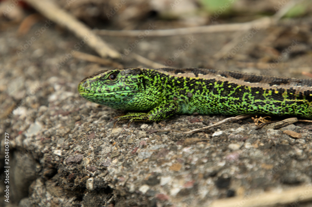 Sand lizard on garden wall in Berschis