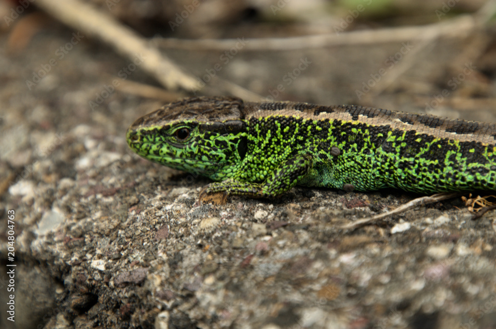 Naklejka premium Sand lizard on garden wall in Berschis