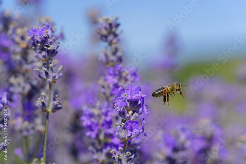 Blossoming lavender  bees are observed in the flowers trying to drink the nectar to carry the honeycomb