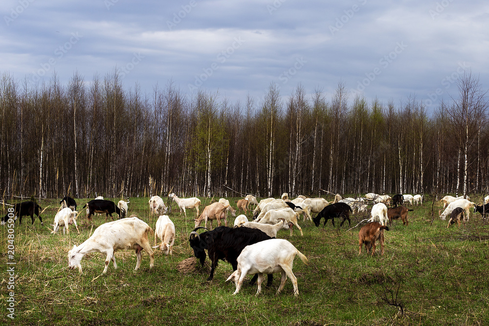 a herd of goats pops into the field a herd of goats pops into the field