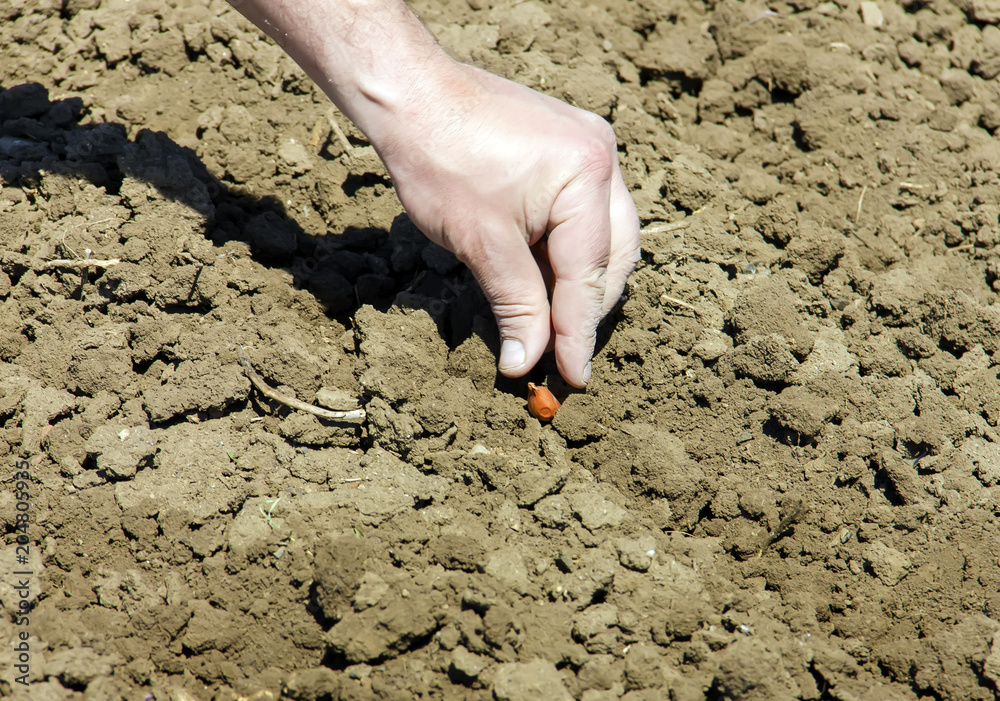 onion planting in early spring. Hands plant a young onion onion planting in early spring. Hands plant a young onion