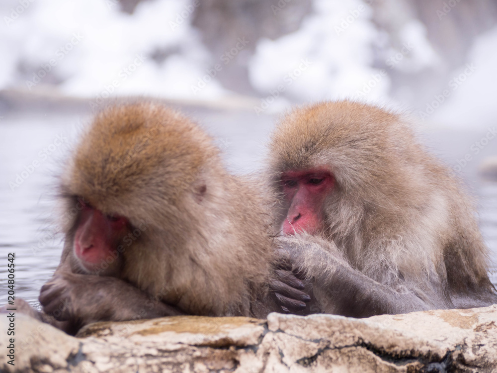 Naklejka premium Japanese Snow monkey Macaque in hot spring Onsen Jigokudan Park, Nakano,now Monkey Japanese Macaques bathe in onsen hot springs at Nagano, Japan.