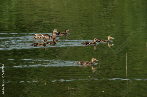 Mallard family outing, duck and chicks, Walenstadt photo