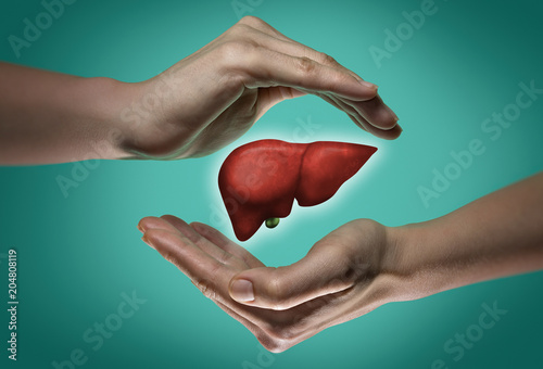 A human liver between two palms of a woman on  blue and green background. The concept of a healthy liver. photo