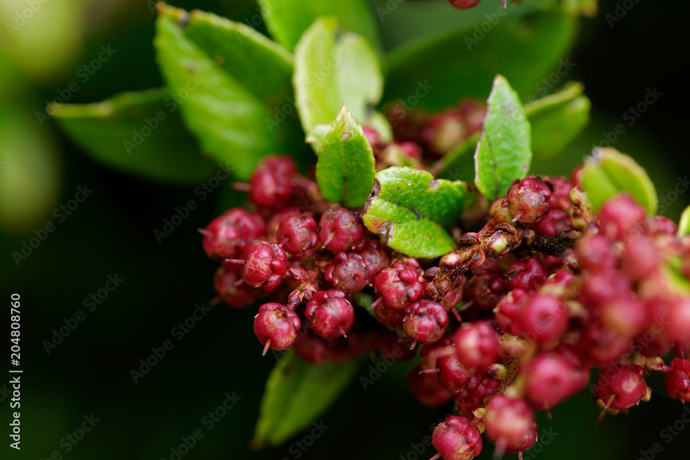 Close up of the wild fruits that grow in southern Chile