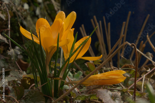 Spring bulbs; yellow crocus in Swiss garden