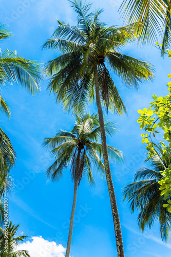 Green palm tree against blue sky. Summer vacation background.