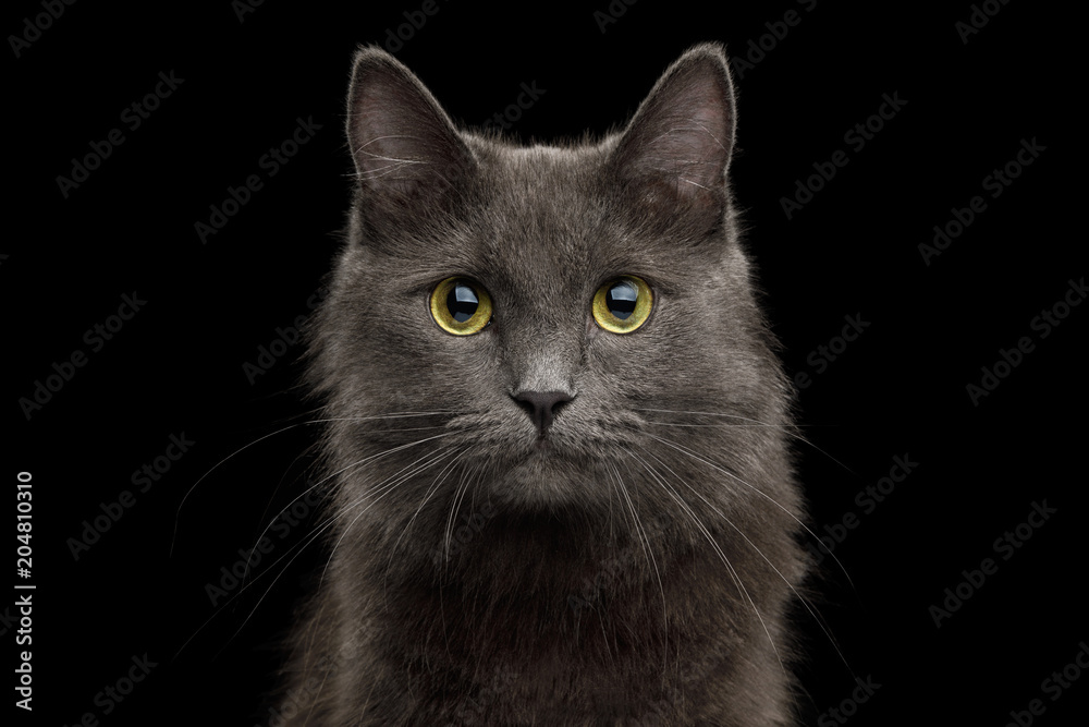 Cute Portrait of Grey Mixed-breed Cat on Isolated Black Background