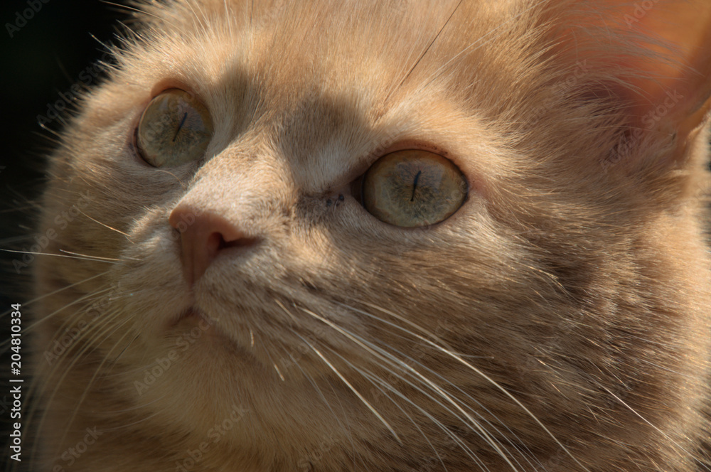 Adorable; portrait of ginger tomcat