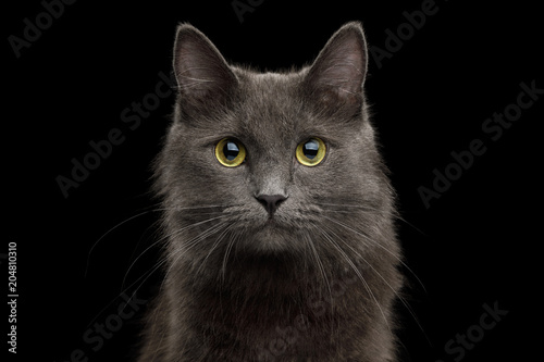 Fototapeta Naklejka Na Ścianę i Meble -  Cute Portrait of Grey Mixed-breed Cat on Isolated Black Background