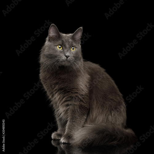 Fototapeta Naklejka Na Ścianę i Meble -  Adorable Grey Mixed-breed Cat with Yellow eyes Sitting on Isolated Black Background