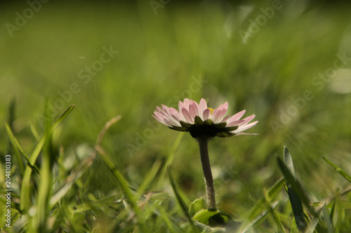 Bellis perennis  Lawn daisy in Spring  beetle s eye-level portrait