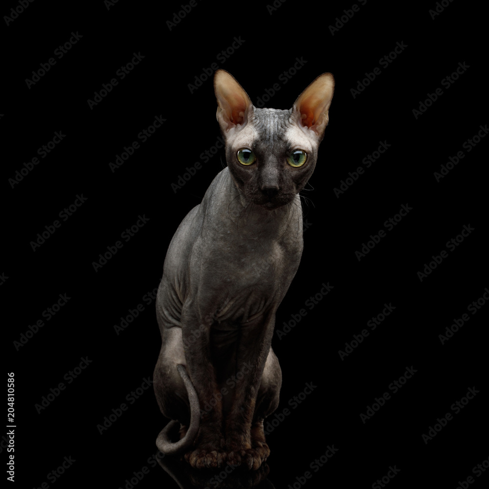 Adorable Sphynx Cat Sitting Curious Looks Isolated on Black Background, Front view