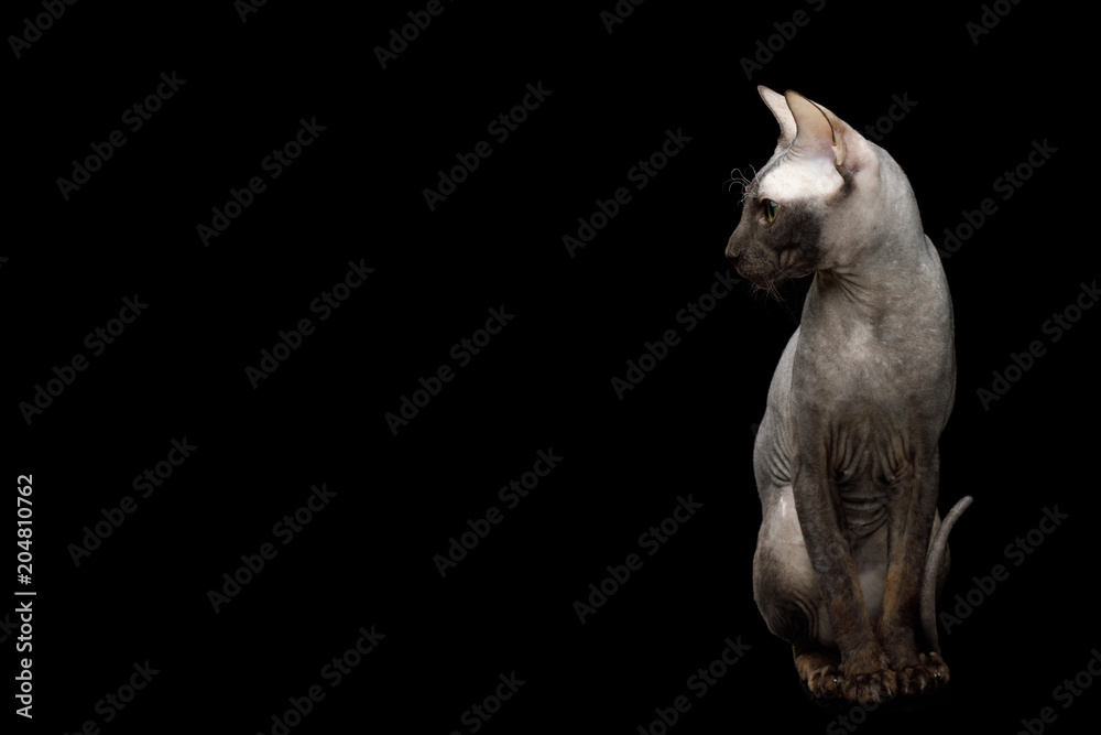 Sphynx Cat Sitting Curious Looks Isolated on Black Background, side view