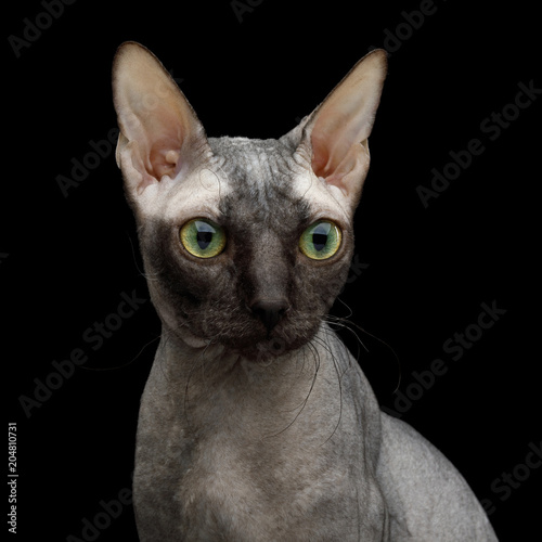 Fototapeta Naklejka Na Ścianę i Meble -  Portrait of Sphynx Cat Curious Stare Isolated on Black Background