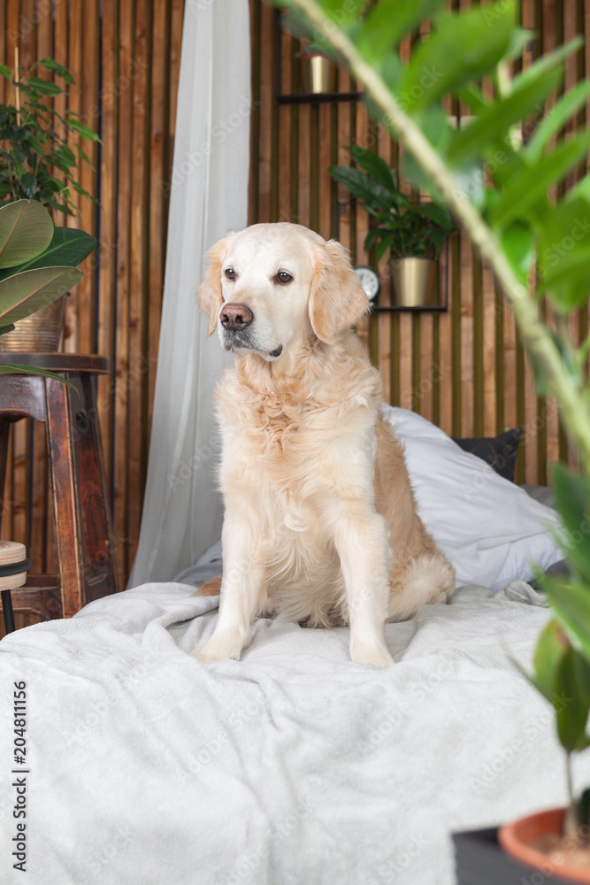 Can Labrador Retrievers Live In Apartments