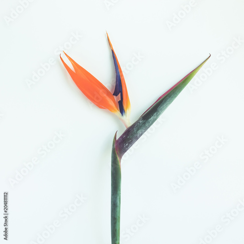 Strelitzia flower on white background.nature concepts © hakinmhan