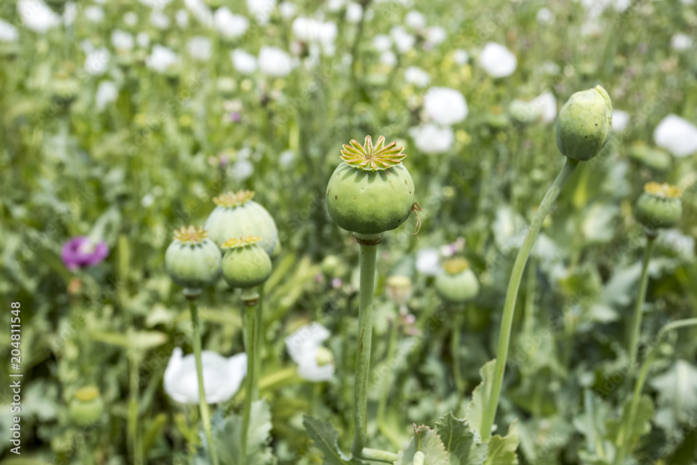 Opium poppy field Opium poppy field